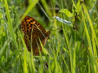 Argynnis pandora